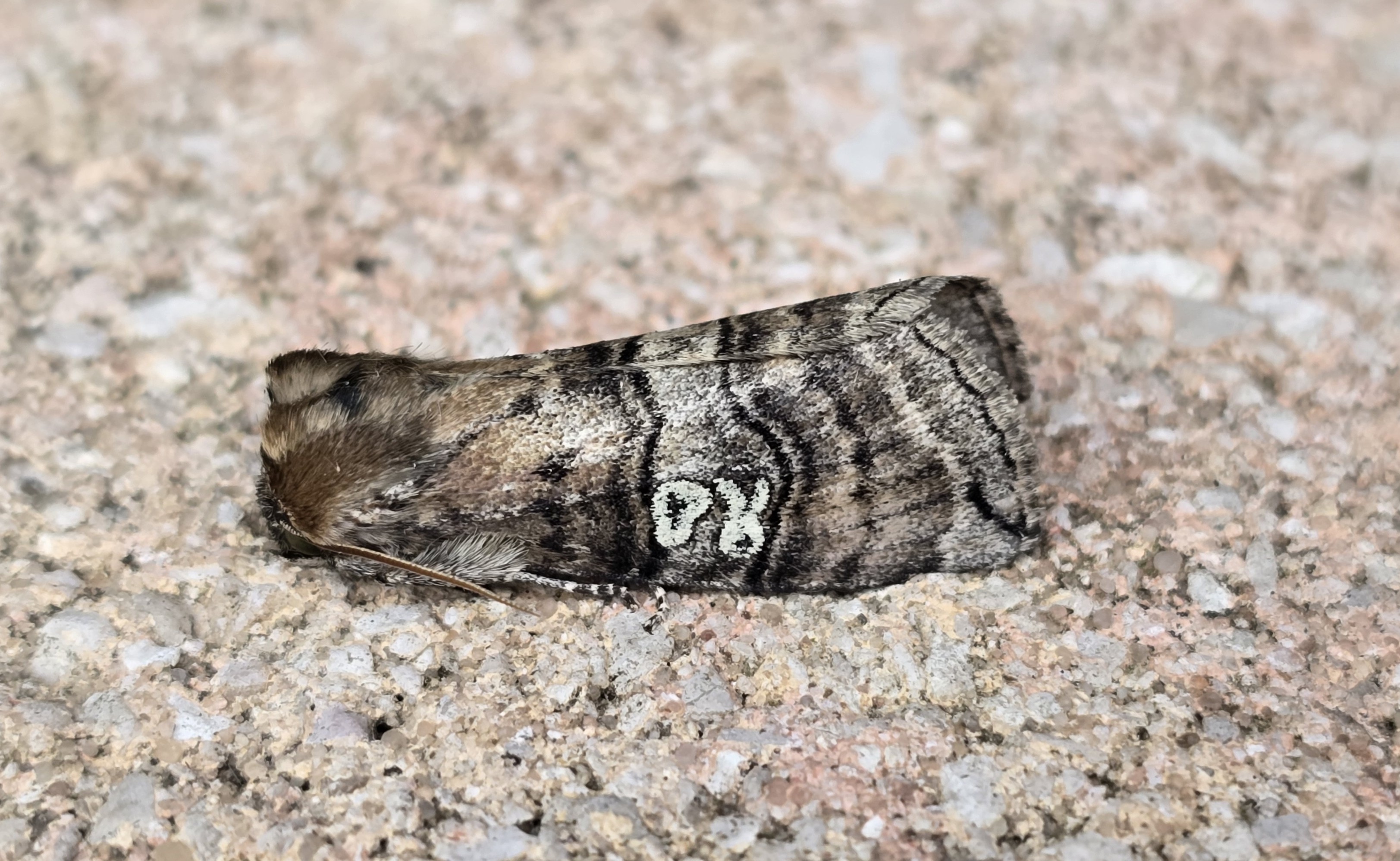 Figure of Eighty (Tethea ocularis). The first I've recorded in 2025